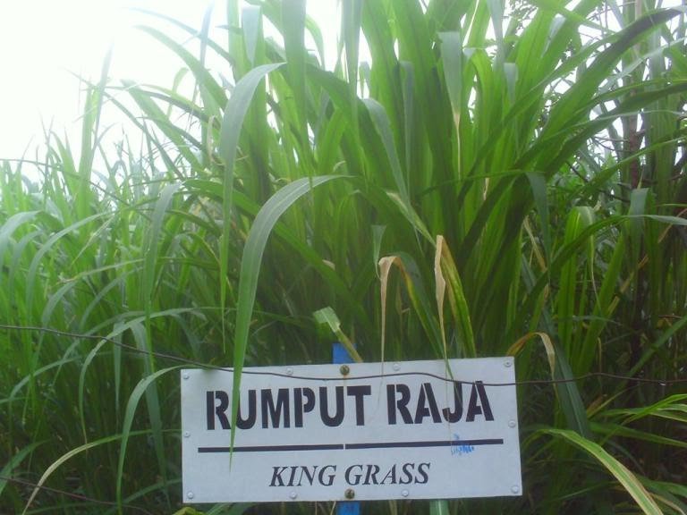 Rumput-Raja.jpg