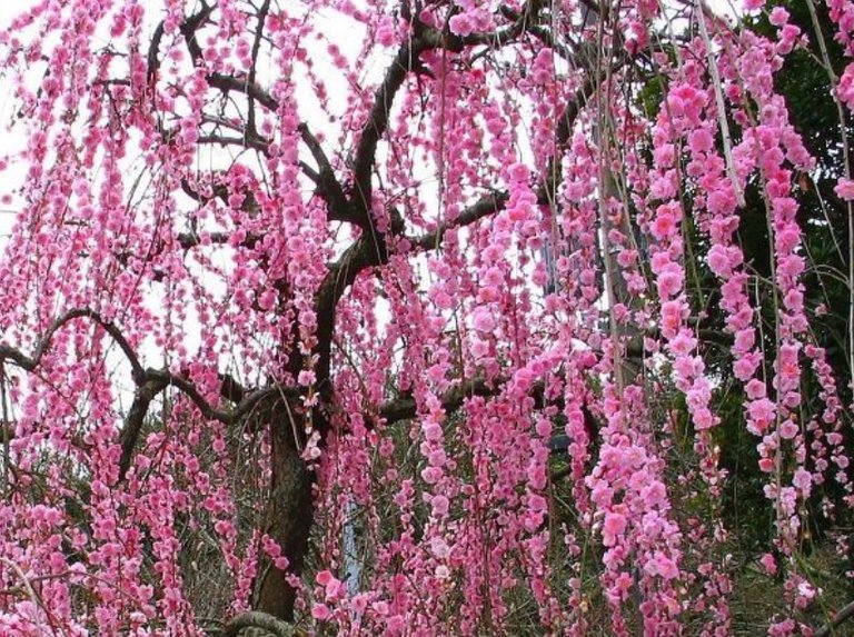 plum blossom.jpg