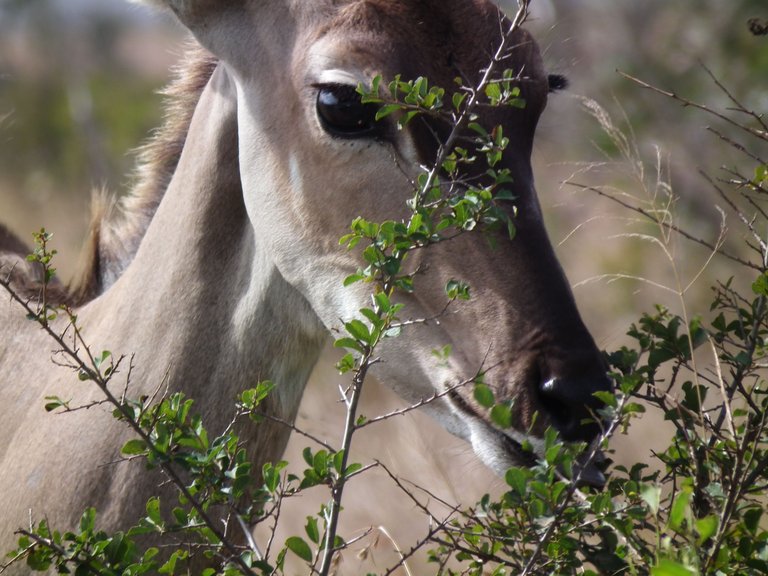 @stylebeautylife_animal_kudu1.JPG