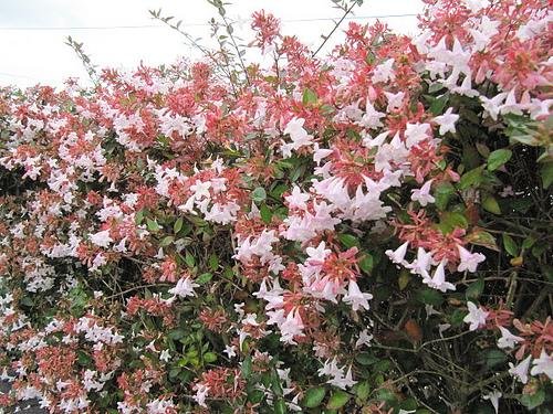 Abelia-x-grandiflora2--Leonora-Enking--cc-by-sa-2-0.jpg