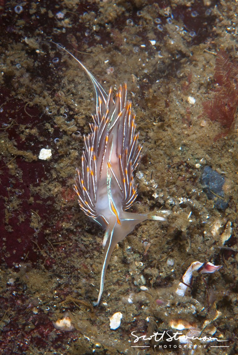 Opalescent Nudibranch-1.jpg