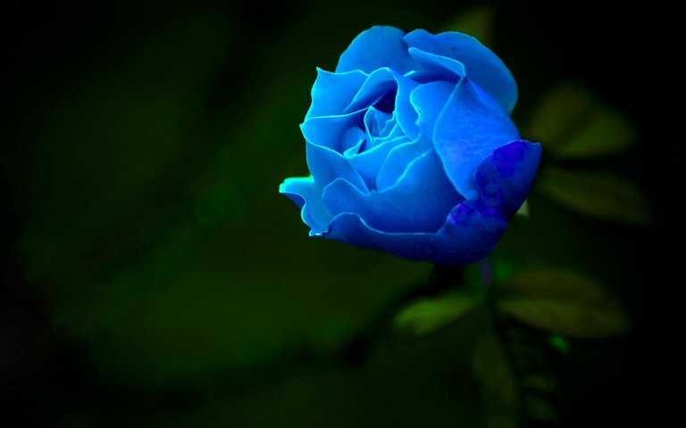 Blue-Rose-Wallpapers.jpg