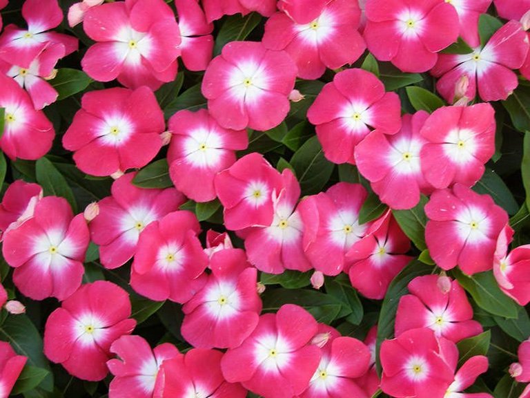 vinca-rosea-pacifica-cherry-halo2.jpg