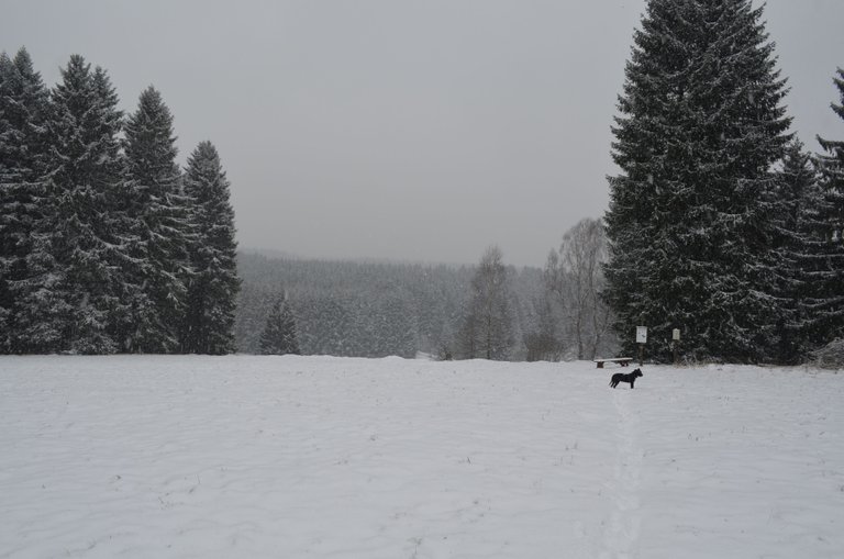 harz2.JPG