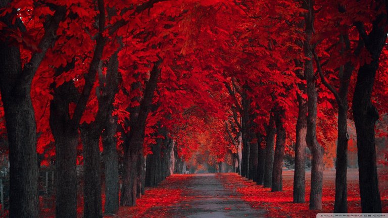 Red-Fall-Leaves-Desktop-Background-eny-1920x1080-px-KB-Nature-Fall-Harvest-Fall-wallpaper-wp3808934.jpg