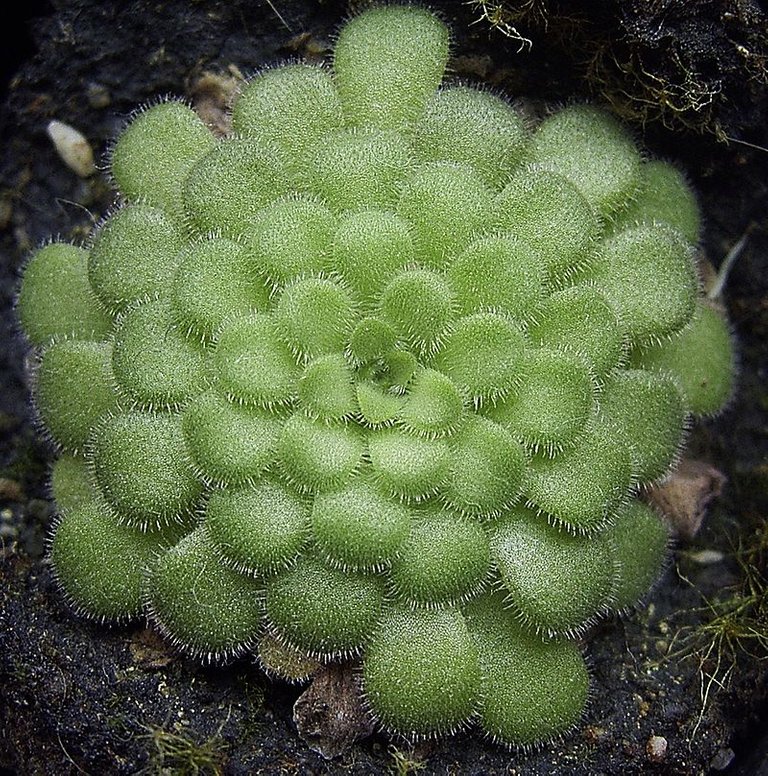 @bacabaca pinguicula2.jpg