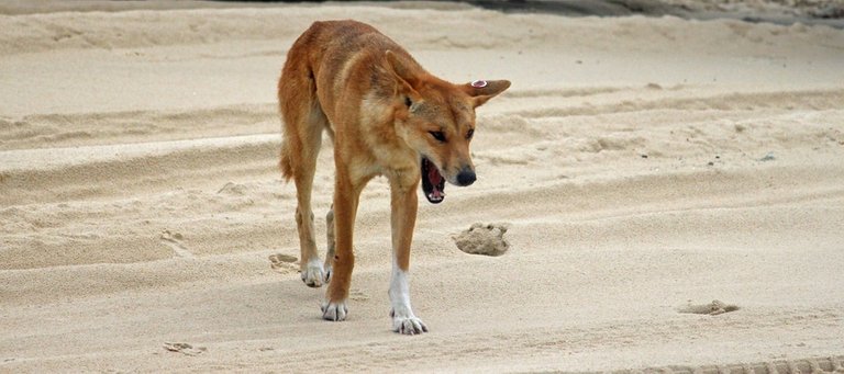 dingo-649086_960_720.jpg