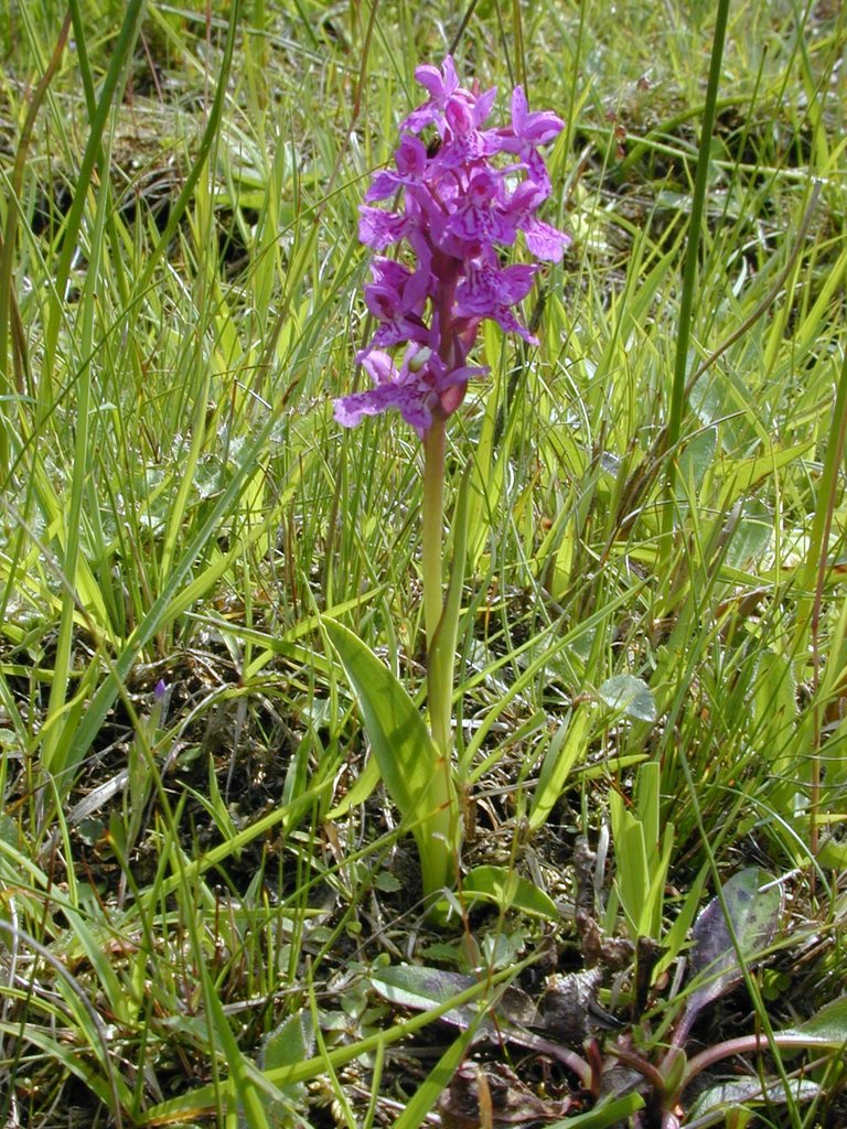 Narrow Leaved Marsh Orchid Dalby 2.jpg