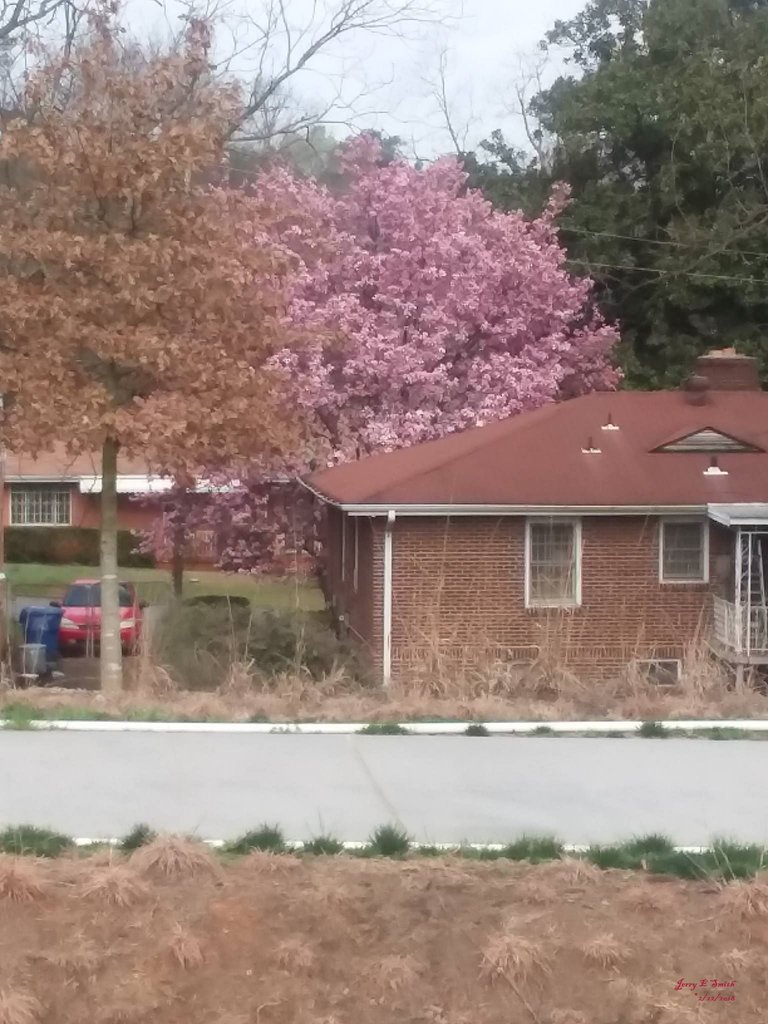 Tulip Tree.jpg