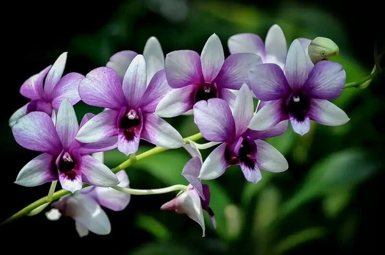 orchid~2.jpg