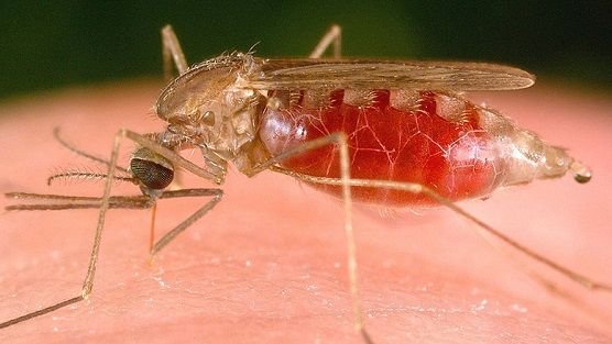 mosquito-matrix-556px.jpg