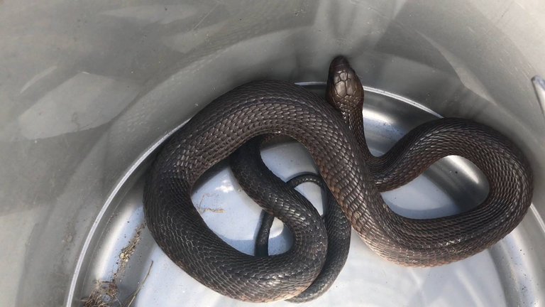 20170108-very-defensive-cape-cobra-rescued-near-milnerton-cape-town-western-cape-01.jpg