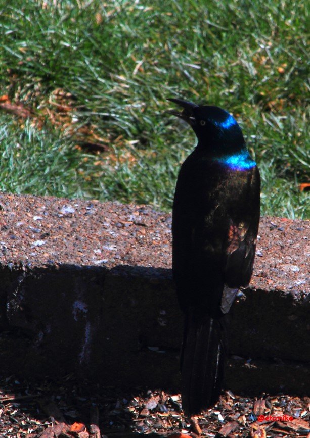 common grackle PFW22-sa0055.JPG