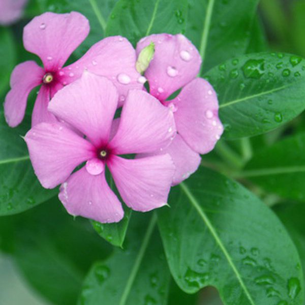 nurserylive-Vinca-Light-Pink-Plant.jpg