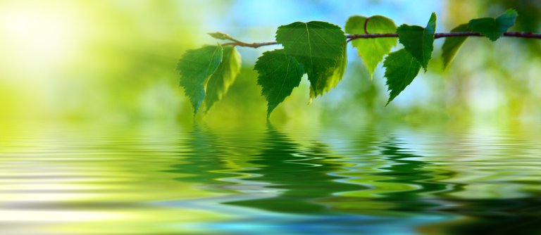 Fotolia_branch-over-water.jpg