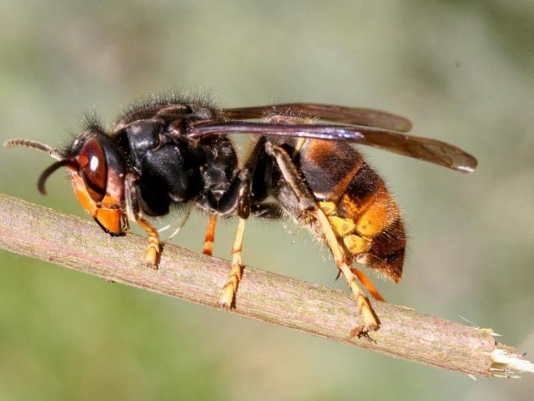 asian-hornet_4.jpg