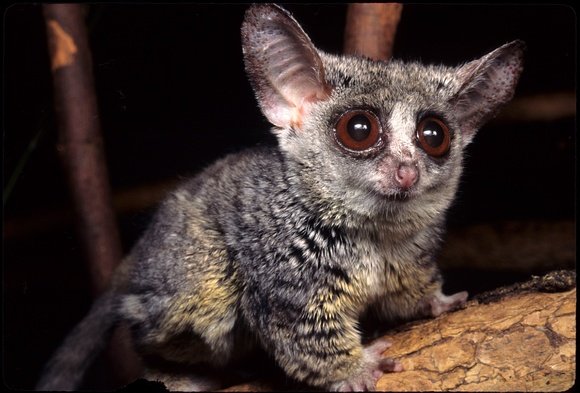 150418_bushbaby 3.jpg