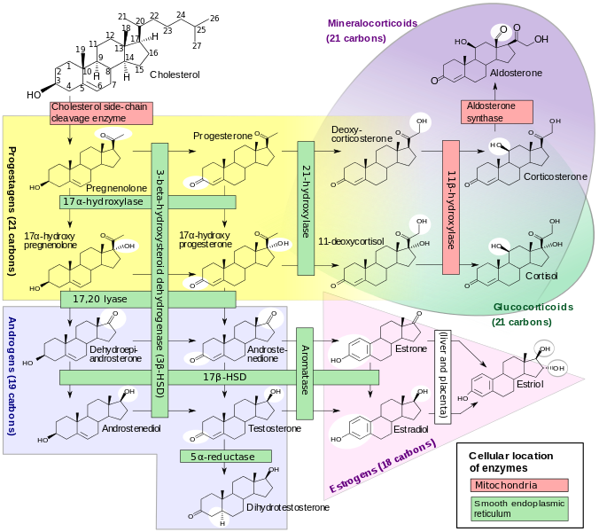 676px-Steroidogenesis.svg.png