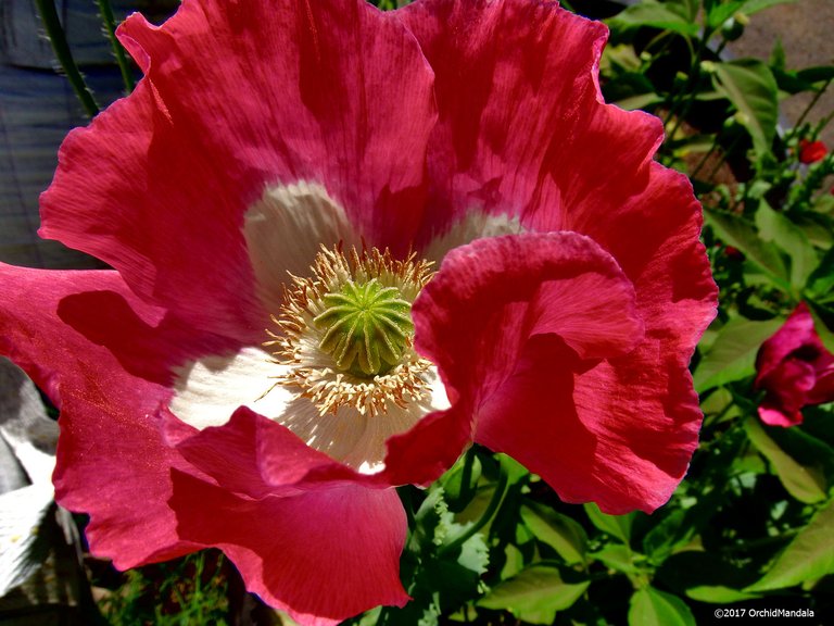 DSCF4455-poppy.jpg