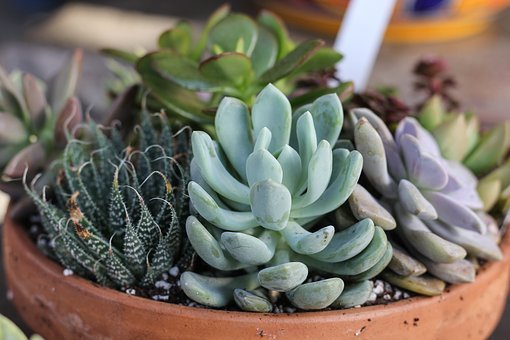 succulents-1993396__340.jpg