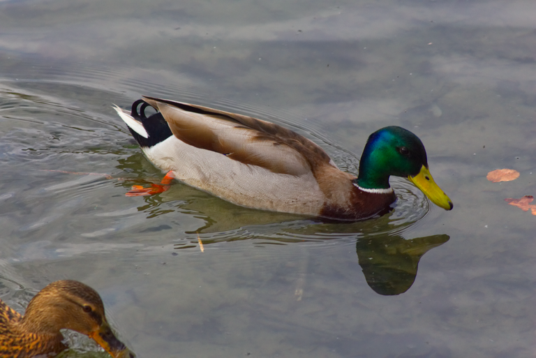 Ente_1@0.25x.png