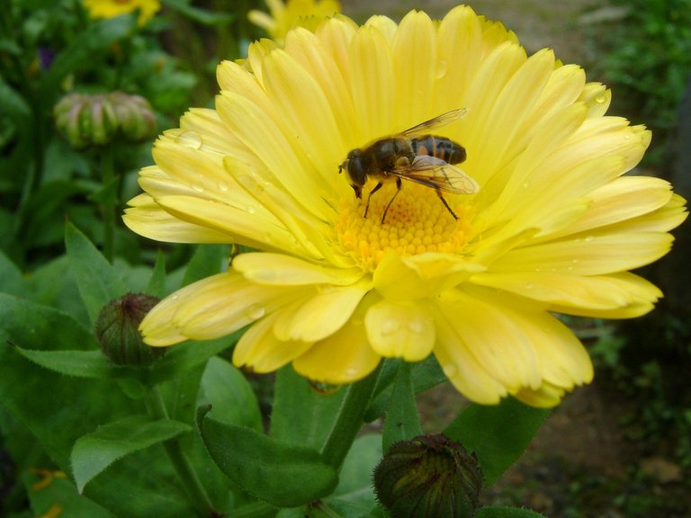 Beautiful Natural Flower Bee.jpg