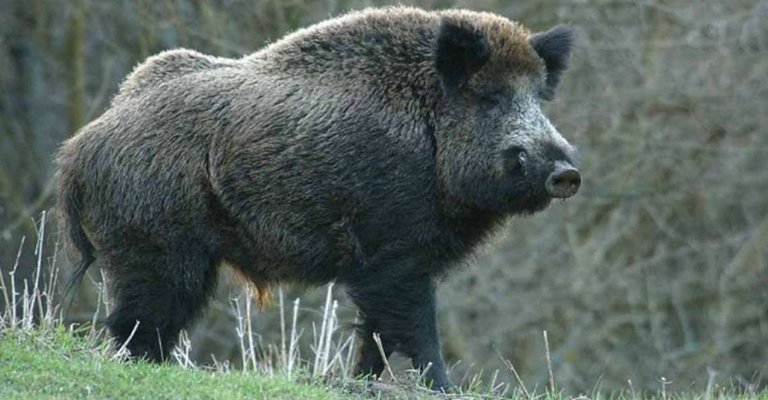 wild-boar-02.jpg