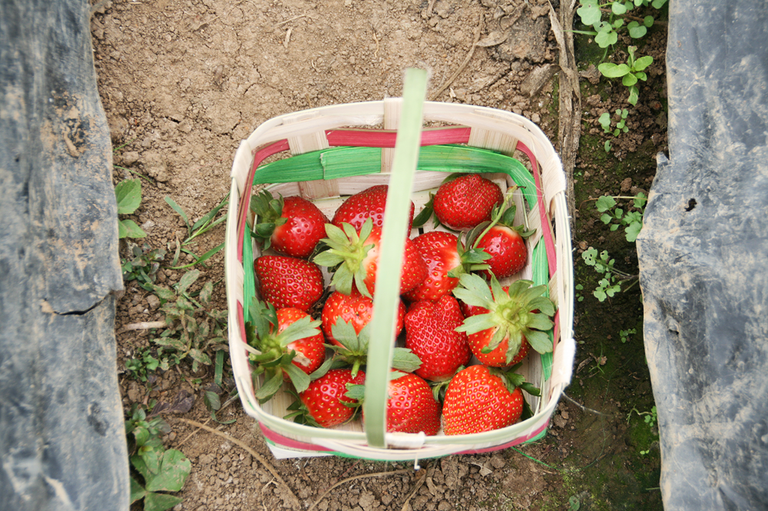 IMG_0687.strawberries.png