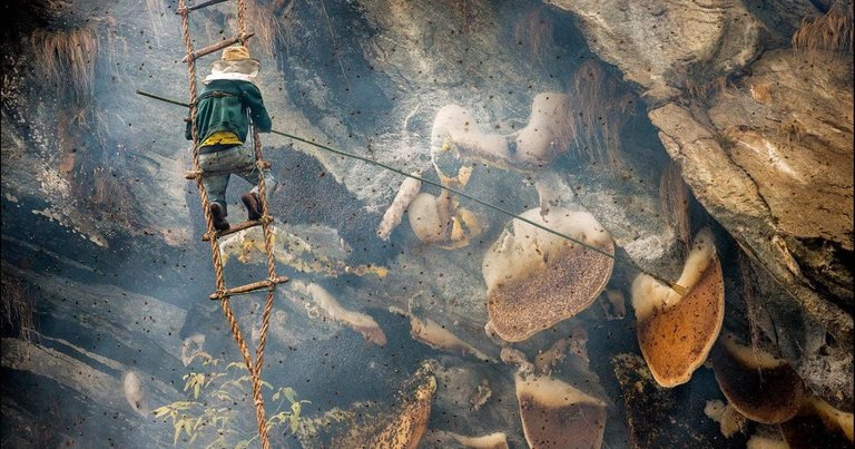 Mad Hallucinogenic Honey Hunters of Nepal.jpg