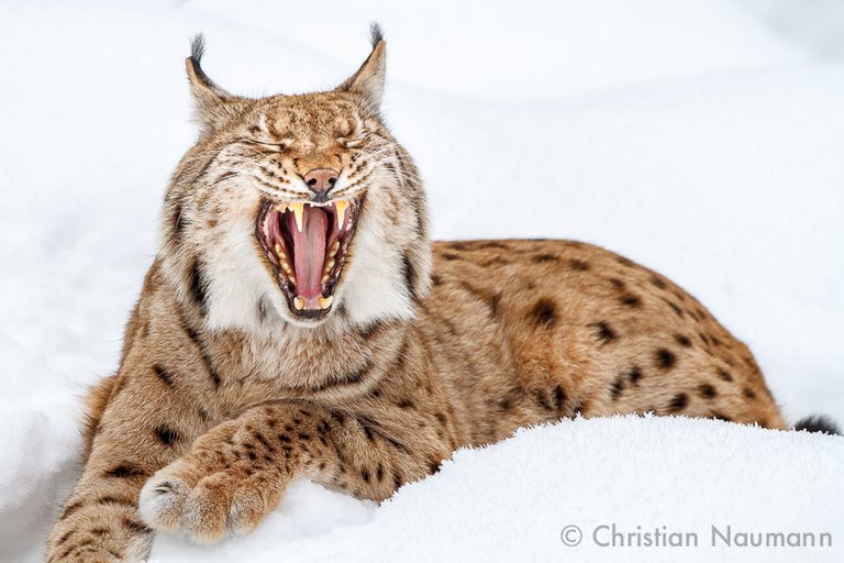 Luchs.jpg