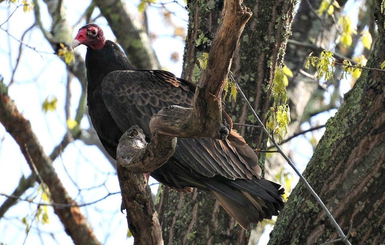 turkey vultures 2.jpg