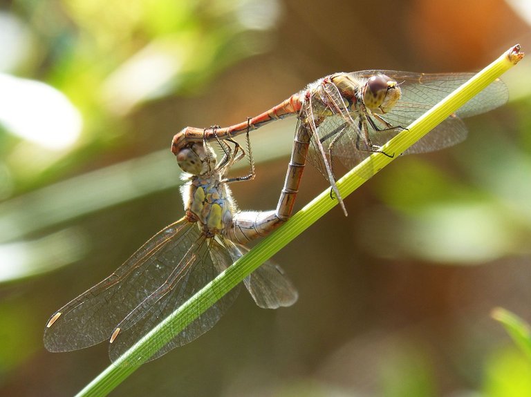 dragonflies-1702427_960_720.jpg