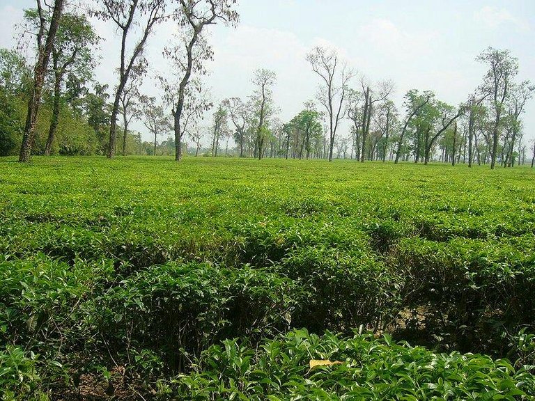 tea-garden-in-jaflong.jpg