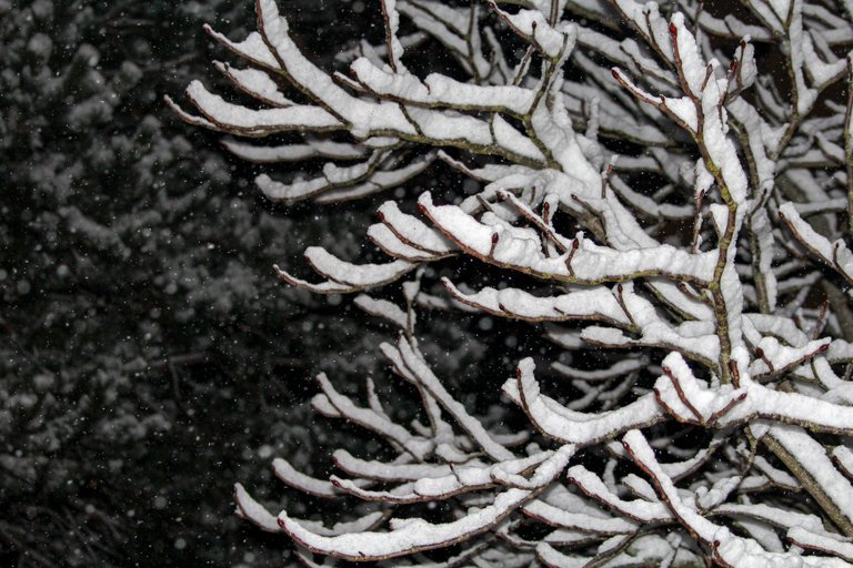 snow tree.jpg