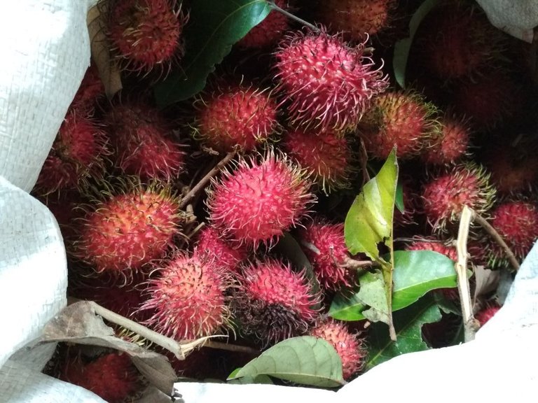 indrapuri dan rambutan (1).jpeg