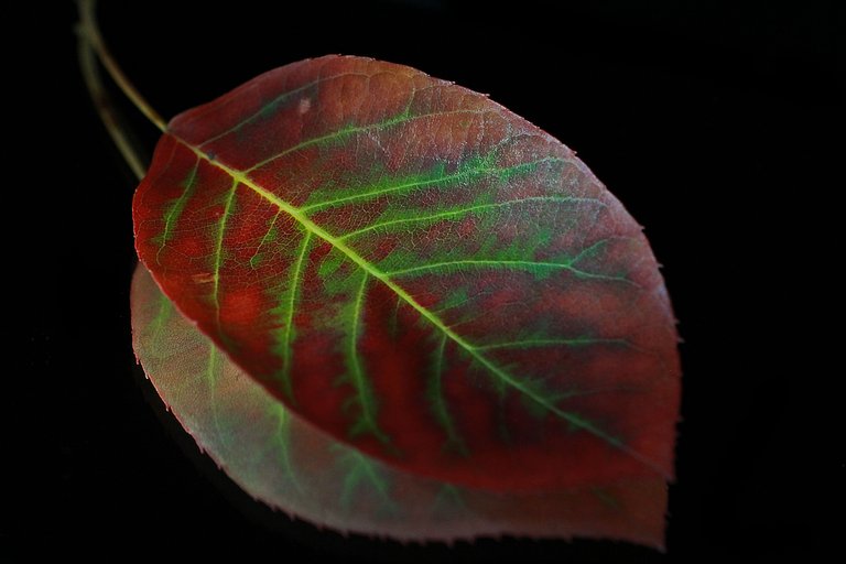 leaf2.jpg