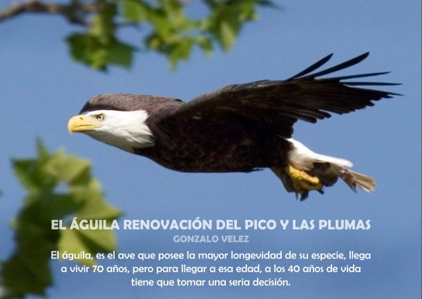 el-aguila-renovacion-del-pico-y-las-plumas.jpg