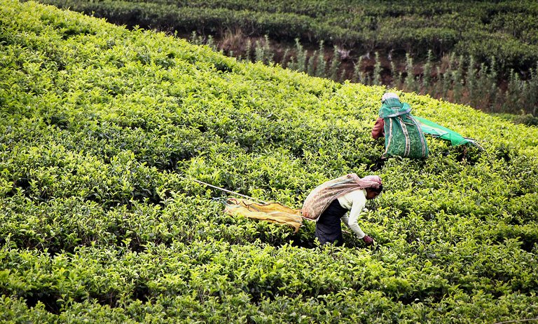 tea-harvest-2132767_1920.jpg