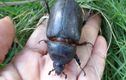 amiguito escarabajo.png