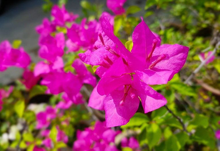 bougainvillea.jpg