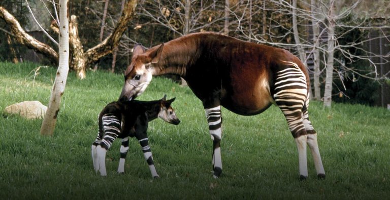 heros-okapi.jpg