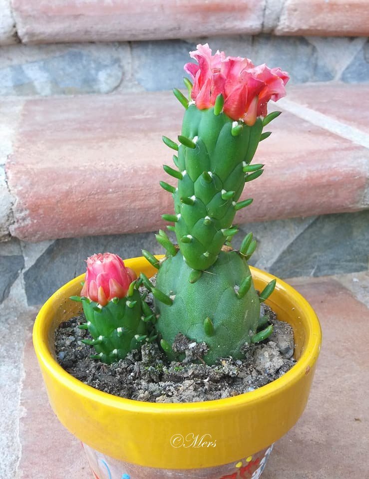 opuntia 4.jpg