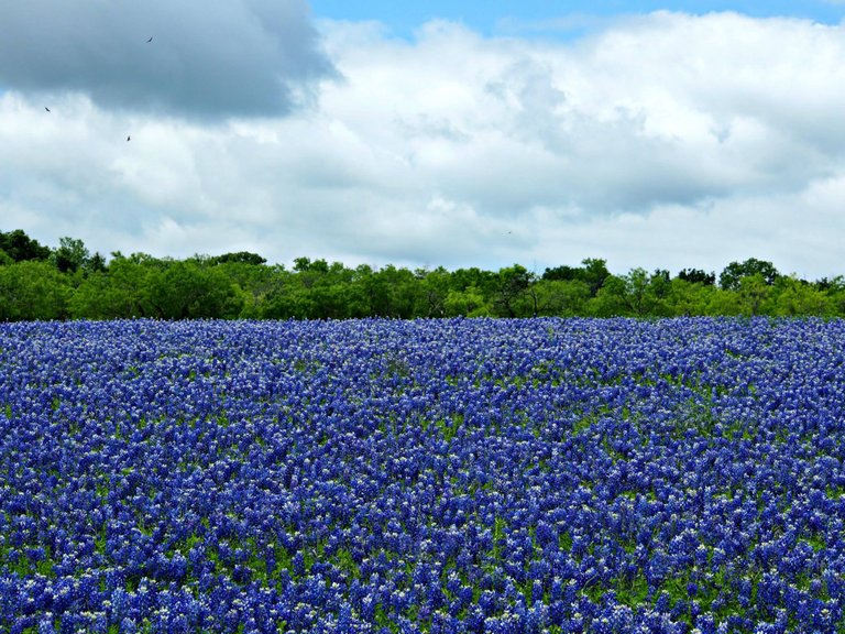 bluebonnets-muleshoe-bend-tx-2.jpg