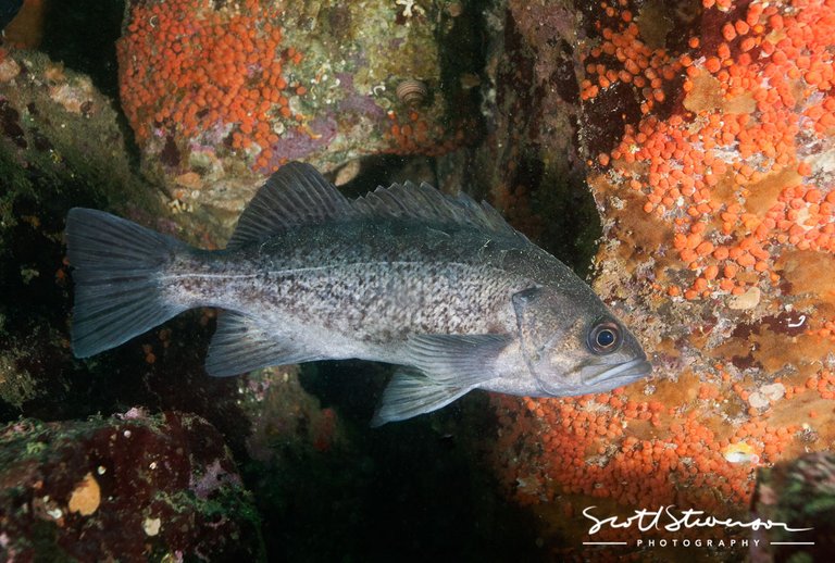 Black Rockfish-4.jpg