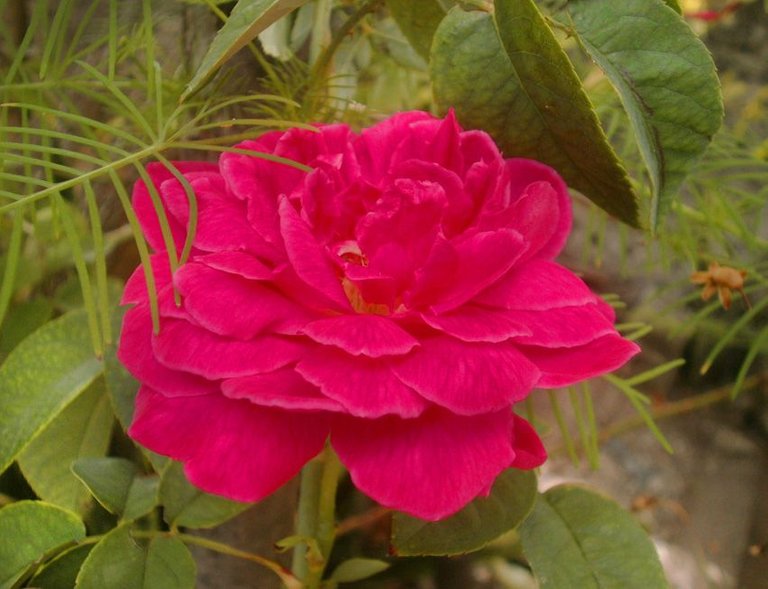 Red rose 31.jpg