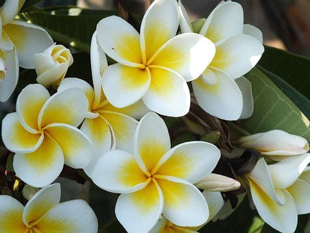 plumeria-812017__340.jpg