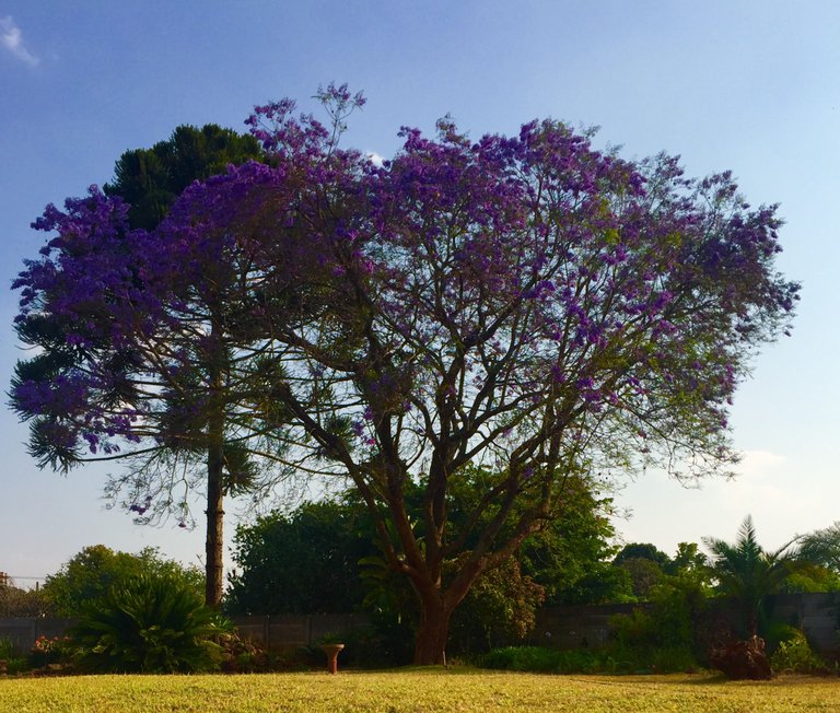 JACARANDA.jpg