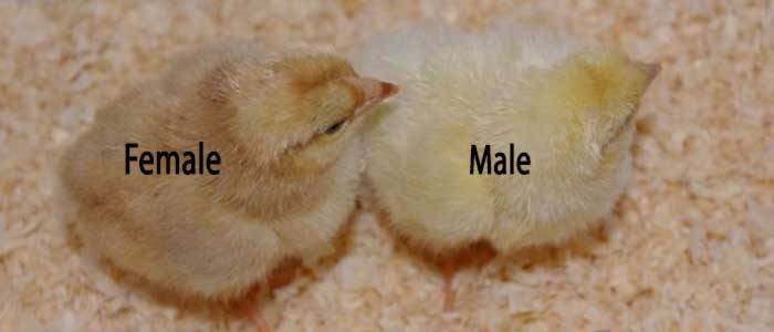 Sex-Linked-Chicks-feat.jpg