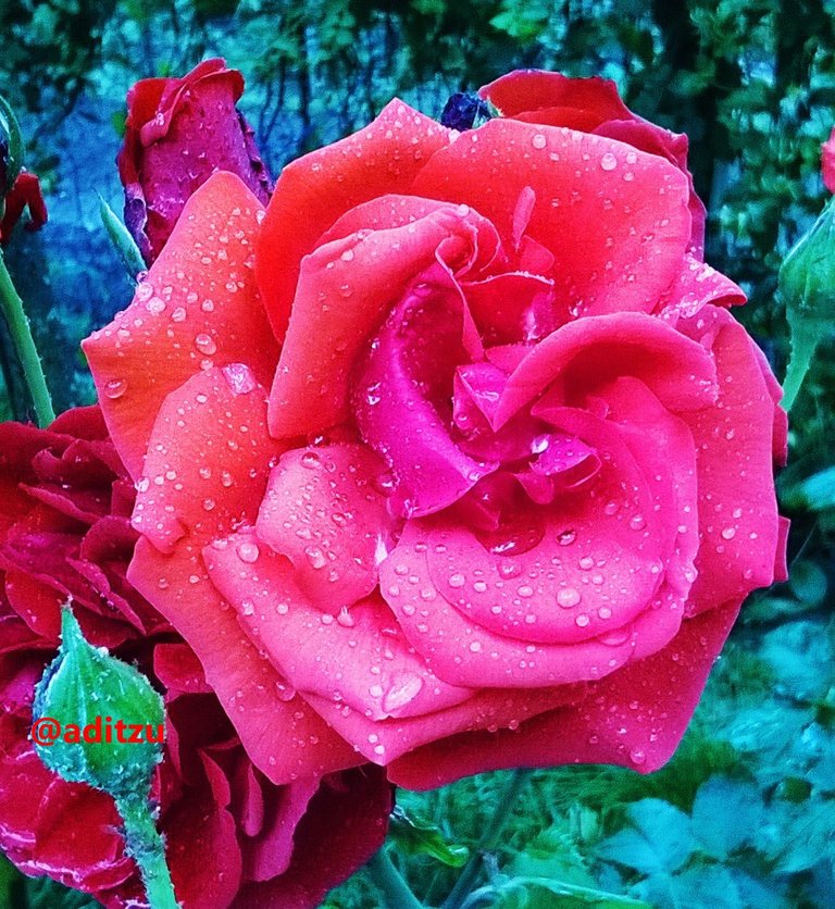 rose.aditzu.jpg