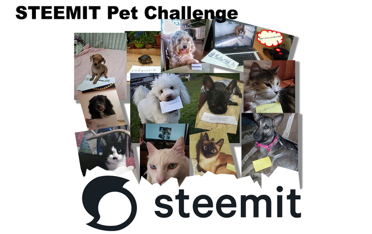 Pet challenge..png